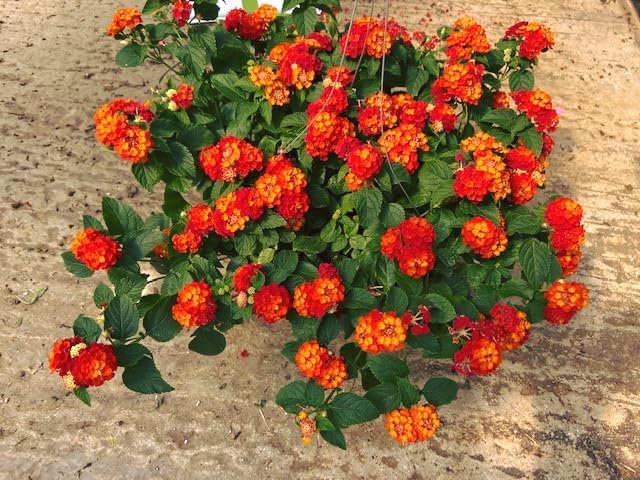 Lantana Plants Live - Fireworks Pack of 3 Lantana Live Plants for Planting - 4-6 Inches Tall - Attracts Butterflies, Perfect for Containers, Low Maintenance - Image 2