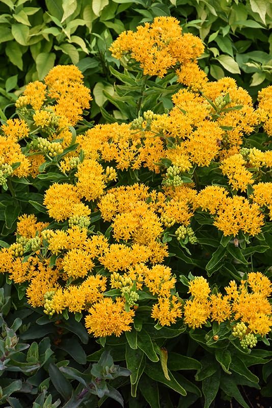 Yellow Milkweed (Asclepias curassavica), 2 Pack Live Plants, 5-9" Tall - Monarch Butterfly Host Plant, Bright Yellow Blooms, Hardy Zones 9-11, Indoor/Outdoor - Image 6