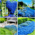 21000+ Blue Creeping Thyme Seeds Ground Cover,Blue Woolly Thyme Seeds Non-GMO Heirloom,Drought Tolerant Ground Cover Thyme Seed Silver Gray Carpet for Between Stepping Stones & Rock Outdoor by MIXRUGBACWATER