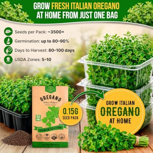 Oregano Seeds Pack 0.25 G - Over 3500 Non-GMO Heirloom Italian Vulgare Oregano Seeds for Planting - Image 4