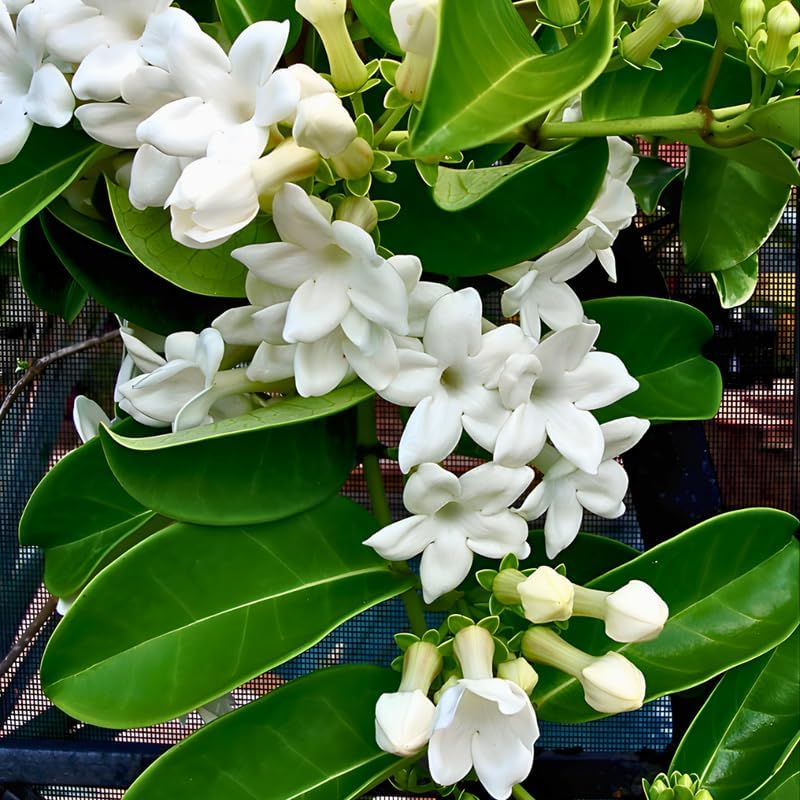 Bridal Wreath Jasmine Plant Live | 4-8 Inch Tall | Live Jasmine Plant | Jasmin Plant for Indoor | Easy Care Flowering Plant for Home & Office Decor - Image 2