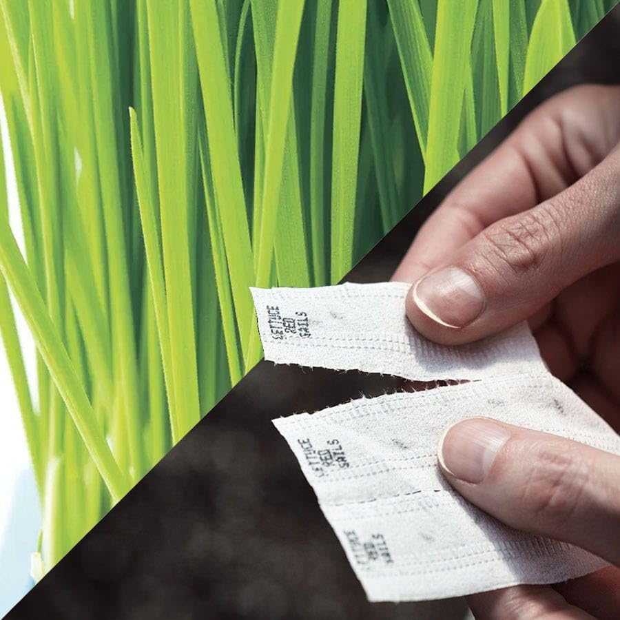 Park Seed Sow Effortless Collection Seed Tape – Cat Grass, 15 Feet – Easy DIY Planting for Pets or Windowsill Decor, Quick-Growing Barley Grass, No Thinning or Measuring Required, Ready in 7 Days by ParkSeed