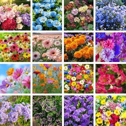 5000+pcs Wildflower Chrysanthemum Seeds for Planting, Perennial Wildflower Hummingbirds Vine Flower Seeds Plants, Non-GMO Heirloom Blooms Open Pollinated Flowers Plants for Home Garden Outdoors - Image 2