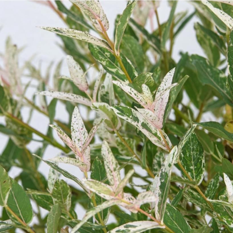 Live Dappled Willow Tree Variegated Tricolor Willow Ornamental Deciduous Bush Flowering Hardy Shrub Plant 6-12 Inc Tall Qt Pot - Image 7