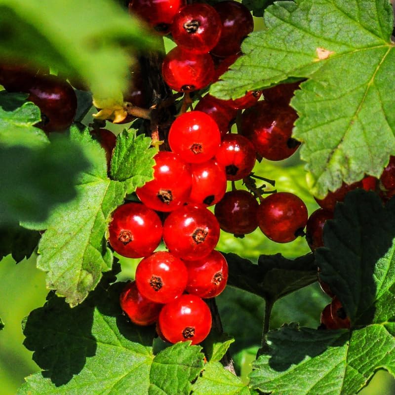 Red Currant Bush Live Plant, Outdoor Berry Plant, 5-9 Inch Tall - Image 2