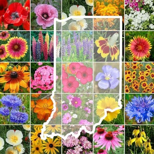 Eden Brothers Indiana Wildflower Mixed Seeds for Planting, 1/4 lb by EdenBrothers