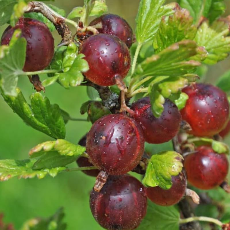 Jeanne Gooseberry Bush Live Plant, 5-9 Inch Tall, Hardy Berry Home Garden - Image 2