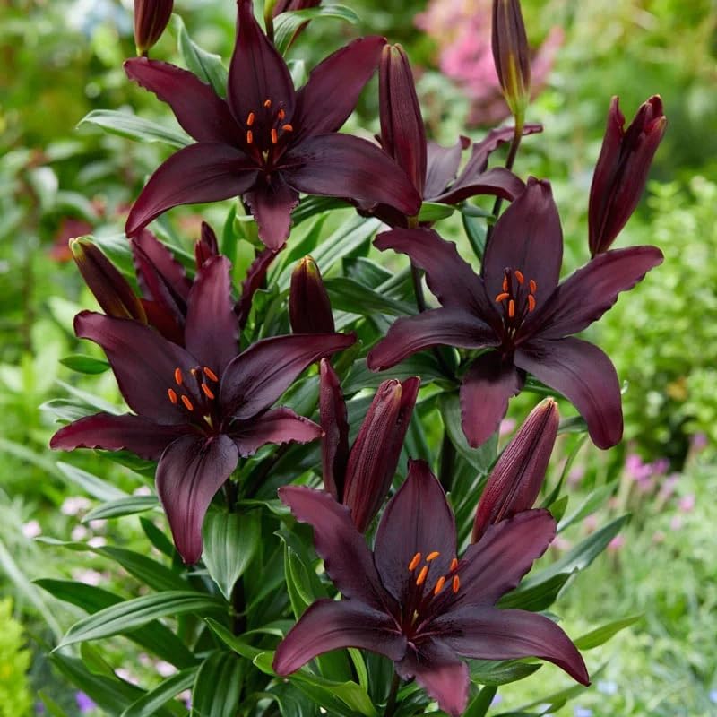 Votaniki Blacklist Lily Bulbs - Deep Black Blooms, Lilium 'Blacklist' Asiatic Lily | Ideal for Summer Gardens - Easy to Grow Perennial Flower (6 Pack) - Image 2