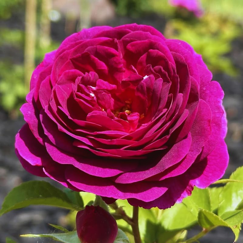 Purple Climbing Roses Live Plant, Rose Bush Plant, 5-7 Inch Tall - Image 2