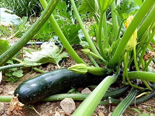 25 Organic Black Beauty Zucchini Summer Squash Seeds for planting. Non GMO and Heirloom. 3 grams of seeds. Garden Vegetable Survival - Image 3