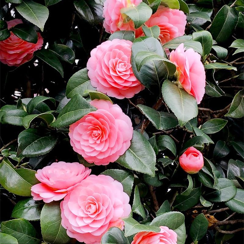 15+ Mix Camellia Flower Seeds for Planting-Non-GMO Heirloom Plant Seeds Garden Outdoor - Image 5
