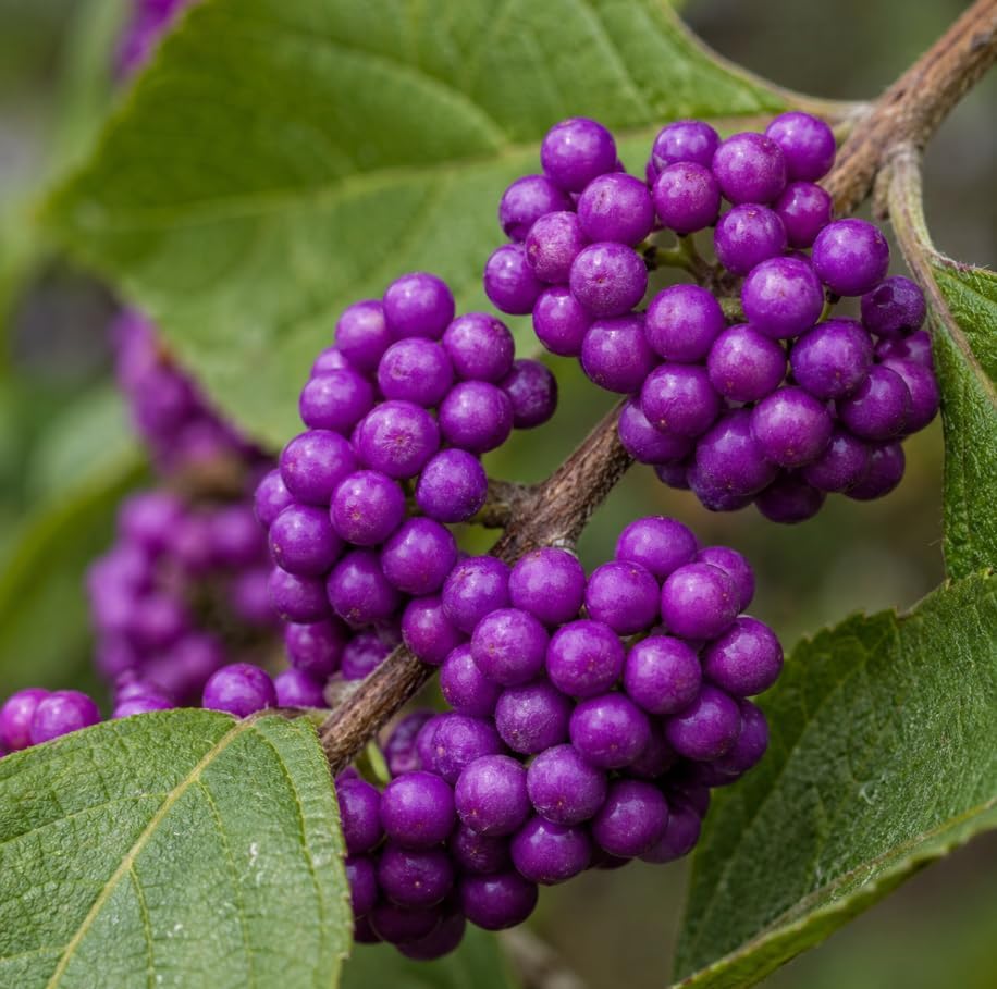 American Beautyberry Bush Live Plant, Callicarpa Americana, Vibrant Purple Berries, Ornamental Native Shrub, Starter Plant 8-12 Inch Tall in 4 Inch Pot - Image 4