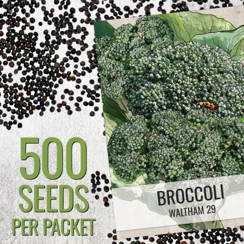 Seed Needs Waltham 29 Broccoli Seeds to Plant Heirloom & Non-GMO 20 Packs - Image 3