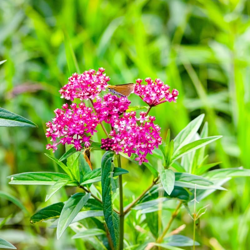 2 Pink Milkweed Live Plants, Perennial Flower Plant, 4-8 Inch Tall - Image 2