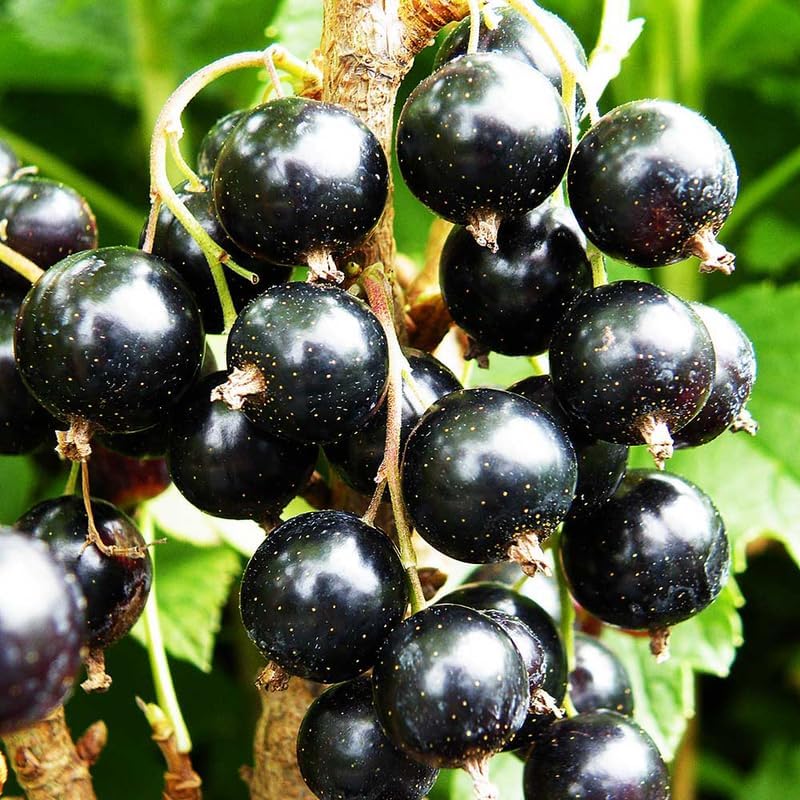 Black Currant Bush Live Plant, Hardy Fruiting Berry Bushes, 1 Year Old - Image 4