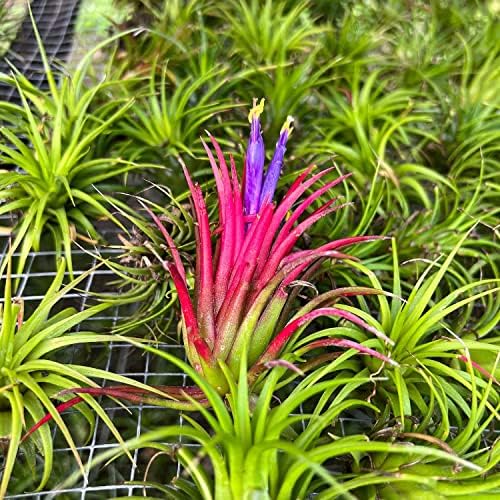 ragnaroc Air Plants Bulk - Tillandsia Ionantha Wholesale Pack, Regular 1-3" - 25ct - Live Arrival Guaranteed - House Plants for Home Decor & Gift - Image 4