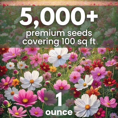 Crazy Cosmos Mix - Large 1 Ounce Packet - 5,000 Flower Seeds for Planting - Cosmos bipinnatus - Image 2