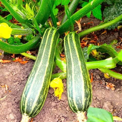Cocozelle Zucchini Seeds - 1 Pound ~ 3400+ Count - for 2026 Planting Italian Striped Summer Squash Heirloom Zucchinis Napoli Costata Romanesco Garden Vegetable Grow Your Own Home Farm by TomorrowSeeds