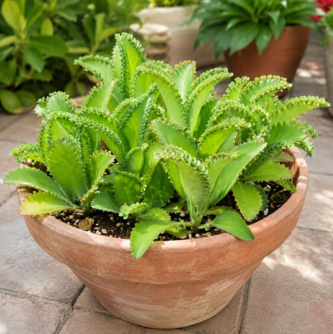 Kalanchoe Mother of Thousands Plant Live for Planting, Green Kalanchoe Succulent Plant for Indoor Outdoor in 2 Inch Pot - Image 4