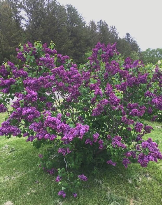 Syringa vulgaris ‘Albert F. Holden’ Lilac – Fragrant Purple Bicolor Lilac Shrub – Cold Hardy Flowering Bush – Pollinator Friendly Garden Plant – Live Starter Plant - Image 3