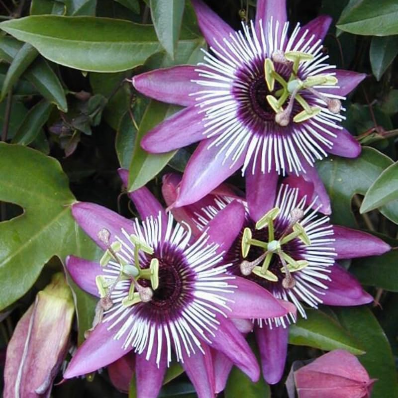 2 Lavender Passiflora Plants, Colorful Passion Flower Vines, 4-7'' Tall - Image 6