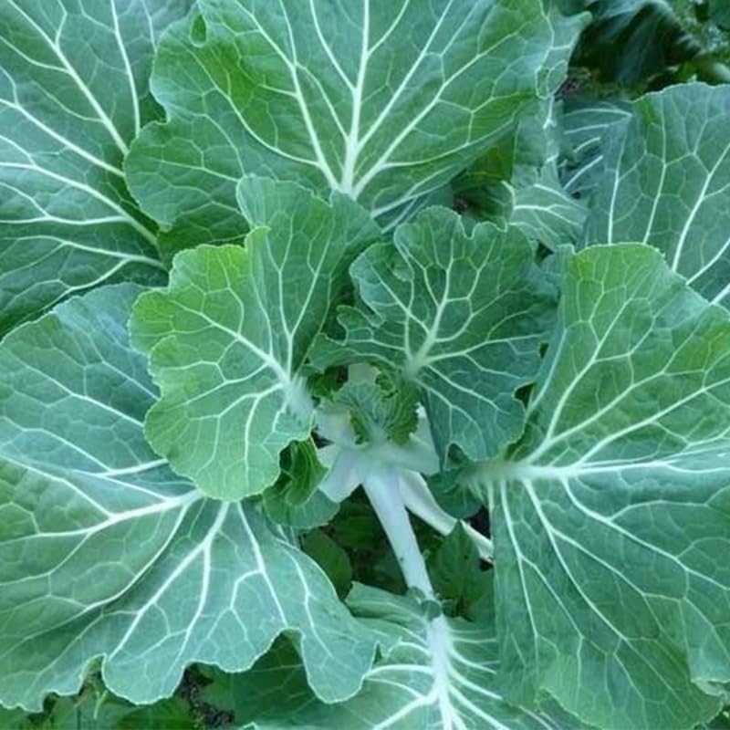 Georgia Southern Collard Greens (Brassica oleracea) Seeds, Non-GMO Heirloom for Planting, 2000 Fresh Seeds for Indoor and Outdoor Gardening – Tender, Flavorful Leaves for Extended Harvests - Image 7