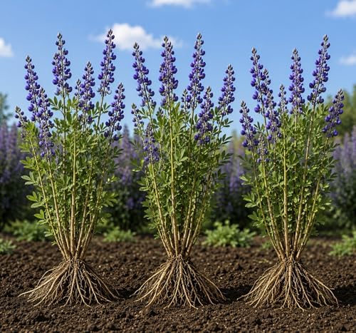 3 False Indigo Live Bare Root Plants (Baptisia Australis) | Dormant Perennial Wildflowers | Native Pollinator Garden Plants | Cold Hardy Blue Purple Blooms | Ready to Plant by CZGrain