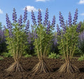 3 False Indigo Live Bare Root Plants (Baptisia Australis) | Dormant Perennial Wildflowers | Native Pollinator Garden Plants | Cold Hardy Blue Purple Blooms | Ready to Plant by CZGrain