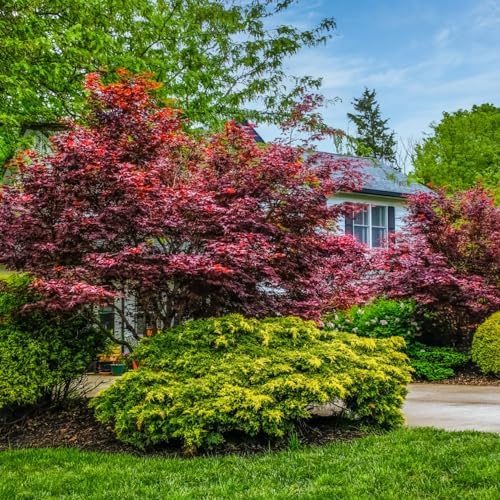 Emperor One Japanese Red Maple, Ornamental Value, Vibrant Red Foliage, Serrated Leaves, 1-2 ft Tree Height, 1 gal Nursery Pot (Due to Agricultural Laws, we Cannot Ship to CA, AZ, AK, or HI) - Image 3