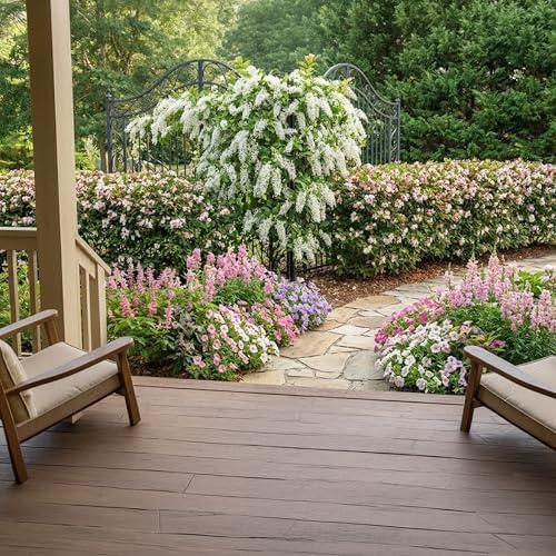 White Queens Wreath Sandpaper Bluebird Vine -Petrea volubilis 'Alba' - Live Plant - Hanging Flower Clusters - 6-8 Inches Tall - 4 Inch Pot - Image 2