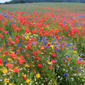 Eden Brothers Back to Basics Flower Mixed Seeds for Planting, 5 lb, 2,400,000+ Seeds with Cornflower Tall Blue, Corn Daisy, Attracts Pollinators, Plant in Spring or Fall, Zones 3, 4, 5, 6, 7, 8, 9, 10 by EdenBrothers