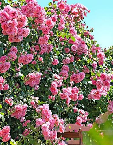 Pink Climbing Rose Live Plant, Flower, 5-10 Inch Tall - Image 2