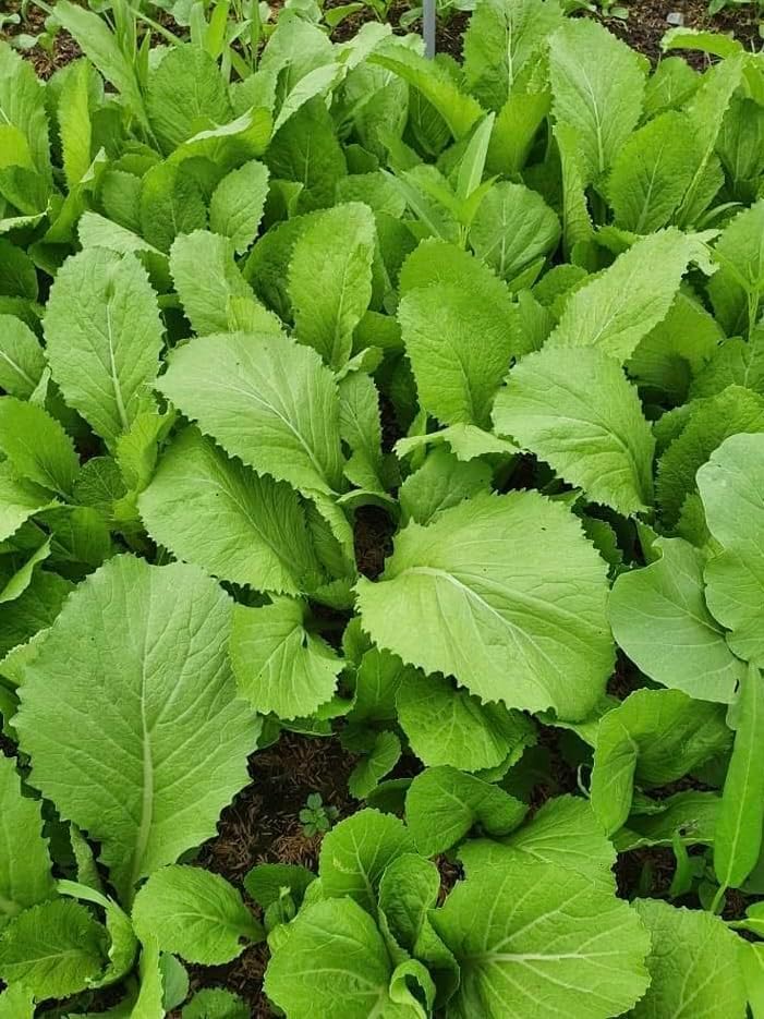 Broadleaf Mustard Green Seeds for Planting - Brassica Juncea - Image 6