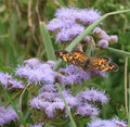 Blue Mistflower 32 Live Plants (Conoclinium coelestinum) – Native Perennial Wildflower for Pollinator Gardens & Groundcover Use, Spreading Habit, Low Maintenance, Full Sun Landscaping Plant by MyHomePark