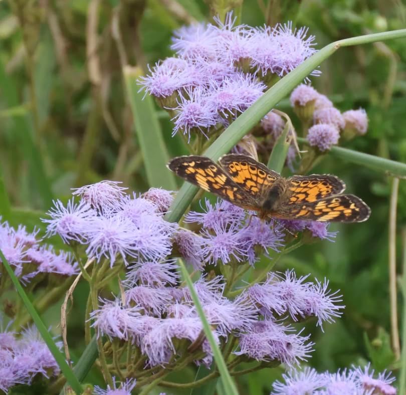 Blue Mistflower 6 Live Plants (Conoclinium coelestinum) – Native Perennial Wildflower for Pollinator Gardens & Groundcover Use, Spreading Habit, Low Maintenance, Full Sun Landscaping Plant by MyHomePark