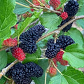 Dwarf Mulberry Tree Live Plant, 5-8" Mulberry Starter Plant by GardenNurserySince1996