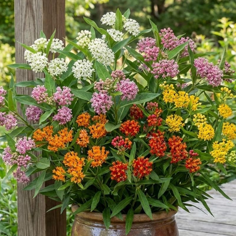 2 Random Milkweed Plants Live for Spring Planting, Butterfly Mikweed 4-8" in Tall, Asclepias Tuberosa Plants Bush for Perennial Flowers Outdoor Growing - Image 5