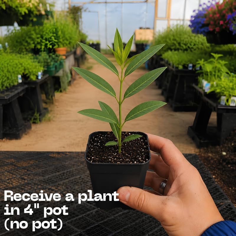 Milkweed Plants Live, White Swamp Milkweed Plants, 4-6 Inch Tall - Image 3