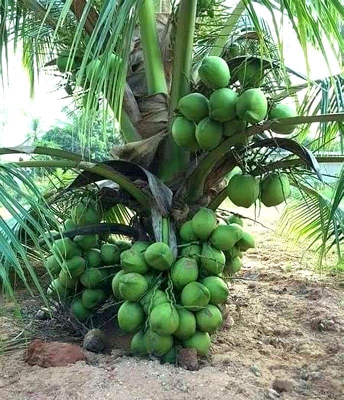 Live Green Dwarf Malayan Coconut Plant Seedling 1 to 3 Feet Tall, Cocos nucifera Plants for Planting, Sprouted Coconut Palm, Ready to Grow Produces Edible Fruits by Unknown