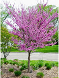 Purple Redbud Live Plant, Ornamental Tree, 2-3 Ft Tall by AKTRD