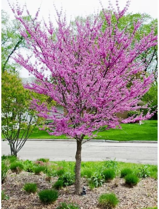 Purple Redbud Live Plant, Ornamental Tree, 2-3 Ft Tall by AKTRD