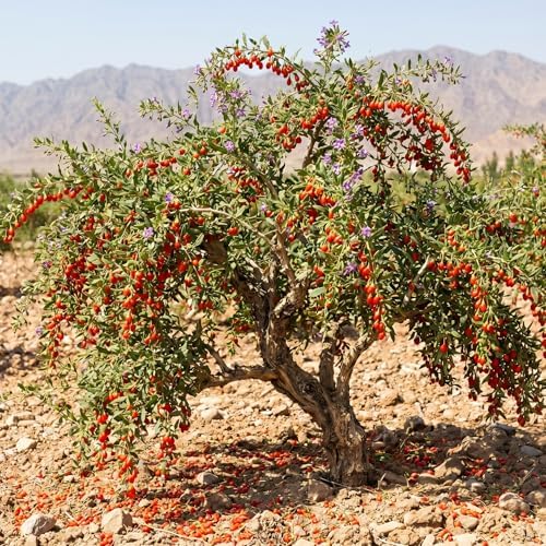 2 Goji Berry Trees Live Plants, Perennial Berry Plant, 6-8 Inch Tall - Image 2