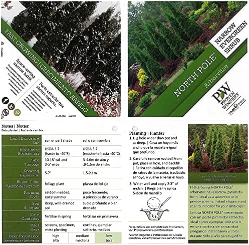 Live Plant from Green Promise Farms Thuja occidentalis 'North Pole' (Arborvitae) Evergreen, 3-Size Container, Green Foliage - Image 3