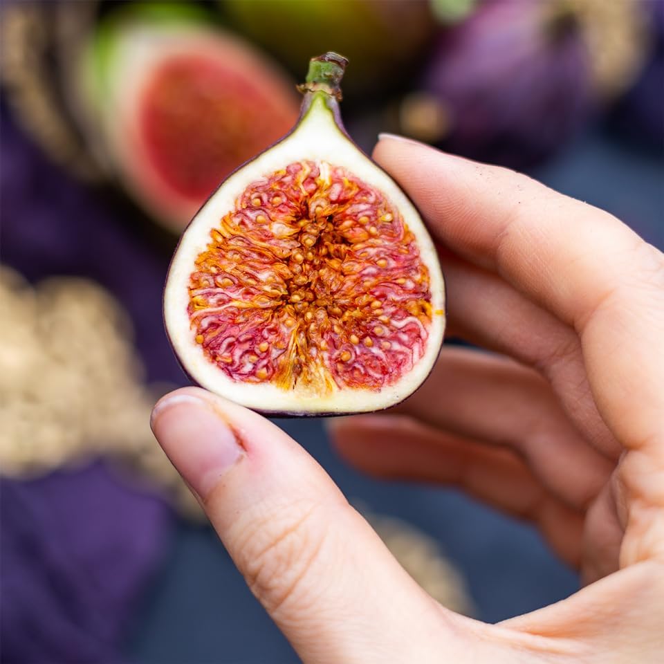 Violette de Bordeaux Fig Trees Live Plants – Set of 4 Starter Fig Plants – Compact, High-Yielding Variety with Rich, Sweet Fruit – Ideal for Containers and Small Gardens – Cold Hardy and Easy to Grow - Image 5