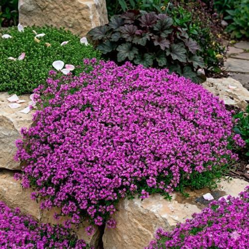 Creeping Thyme Seeds - Dense Ground Cover for Landscaping - 8,000+ Seeds - Outdoor Planting - Grown in The U.S.A by MardeRossCompany
