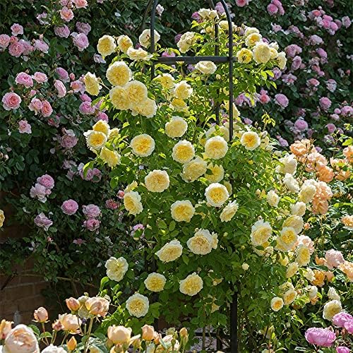 Heirloom English Climbing Roses, Live Own Root Plant, The Pilgrim® - Image 2