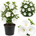 White Althea Live Plants (Rose of Sharon), 8-12" Tall Quart Pot Flowering Trees, Hibiscus Shrubs for Outdoor Planting, Landscaping & Garden Bed by GINGERGLOW