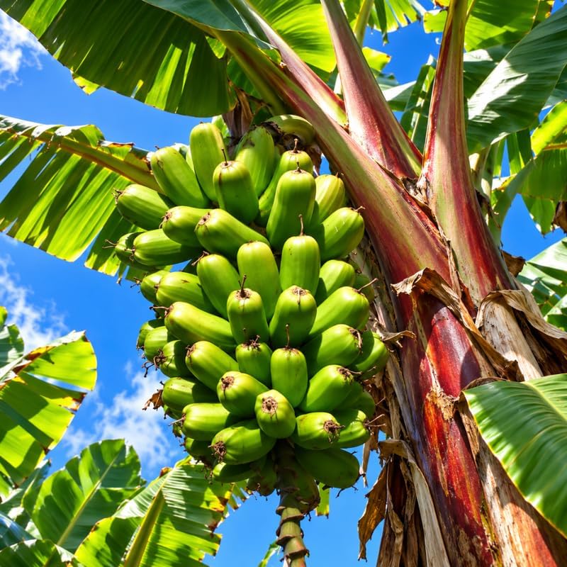 Dwarf Banana Tree, Red Trunk Papoulu Banana Plant Live, 1 Starter Plant - Image 5