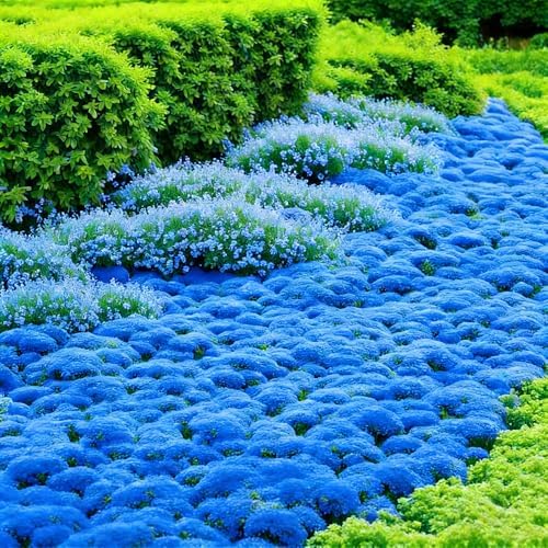 21000+ Blue Creeping Thyme Seeds Ground Cover,Blue Woolly Thyme Seeds Non-GMO Heirloom,Drought Tolerant Ground Cover Thyme Seed Silver Gray Carpet for Between Stepping Stones & Rock Outdoor - Image 6