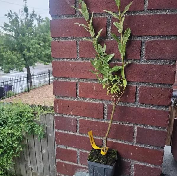 Live Dappled Willow Tree Variegated Tricolor Willow Ornamental Deciduous Bush Flowering Hardy Shrub Plant 6-12 Inc Tall Qt Pot - Image 5